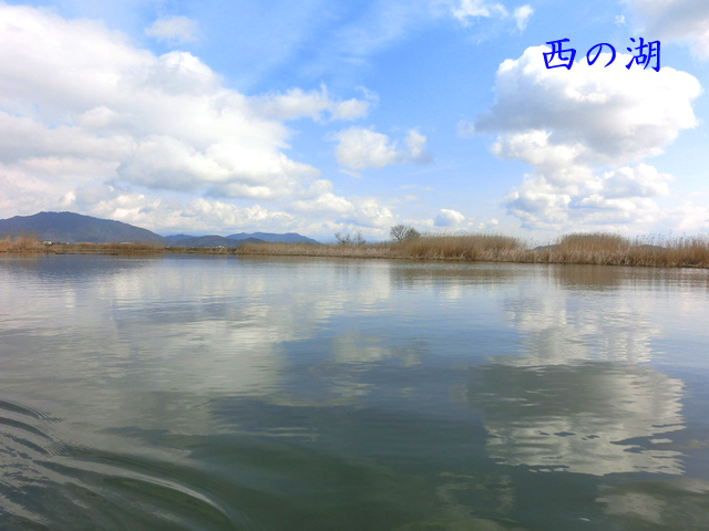 西の湖 バス釣り