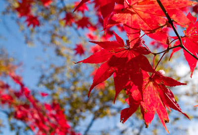 いろは坂の紅葉 写真