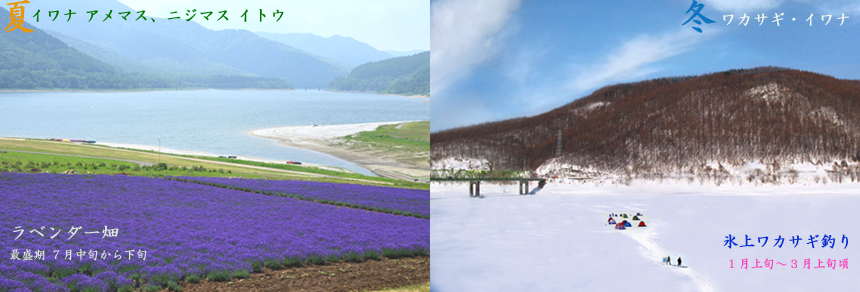 金山湖ワカサギ釣りイトウ